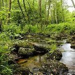 Nid'ardennes Бульон